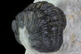 Trilobite Association (xBarrandeops & Gerastos) #83357-2